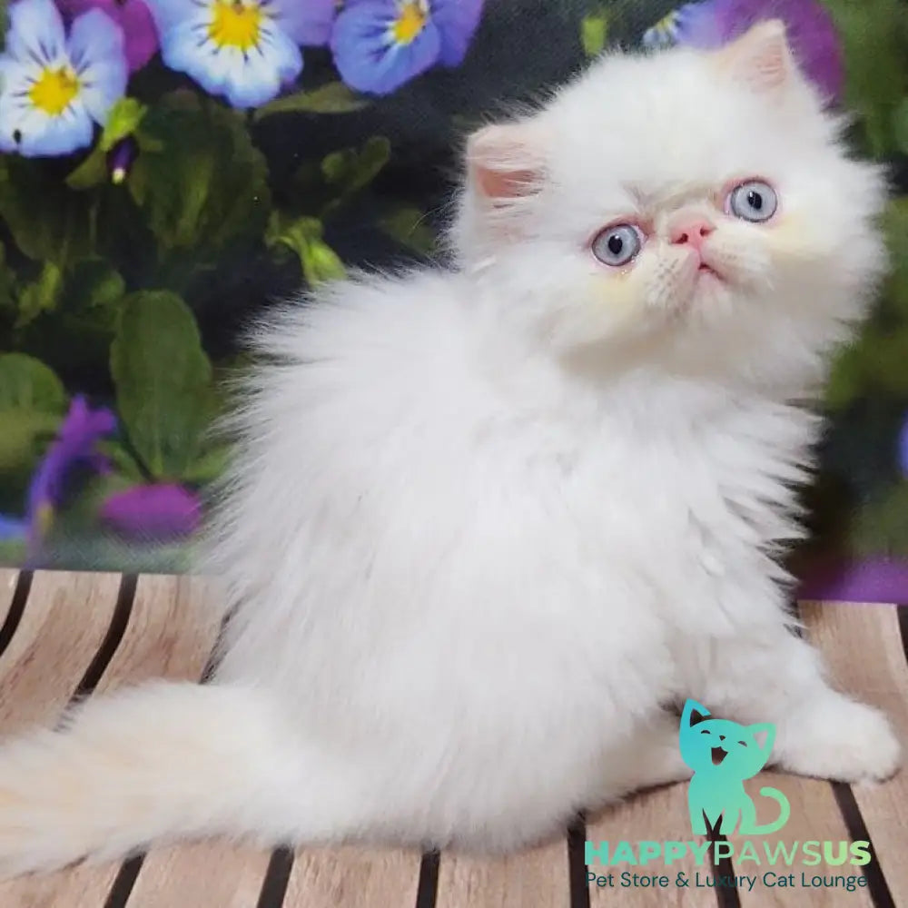 Sultan Persian male cream pointed - live animals