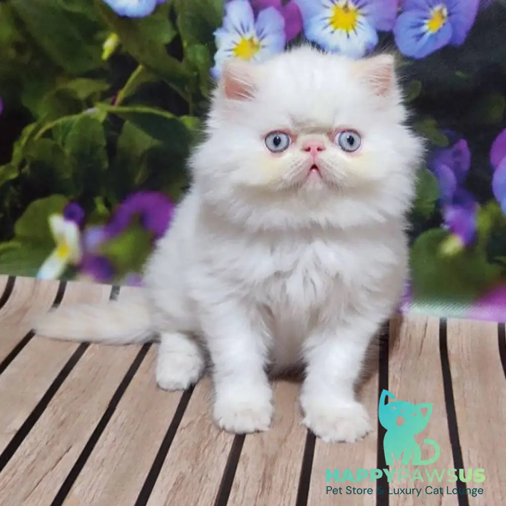Sultan Persian male cream pointed - live animals
