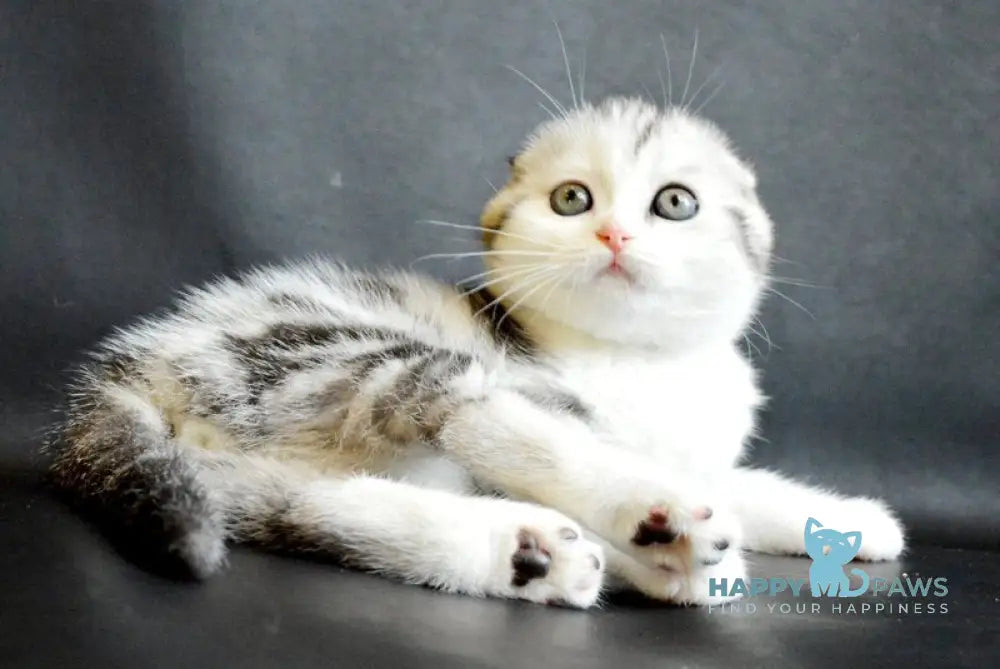 Sultan Scottish Fold male black silver tabby bicolour live animals