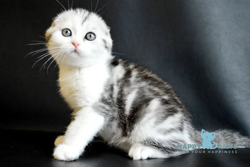 Sultan Scottish Fold male black silver tabby bicolour live animals