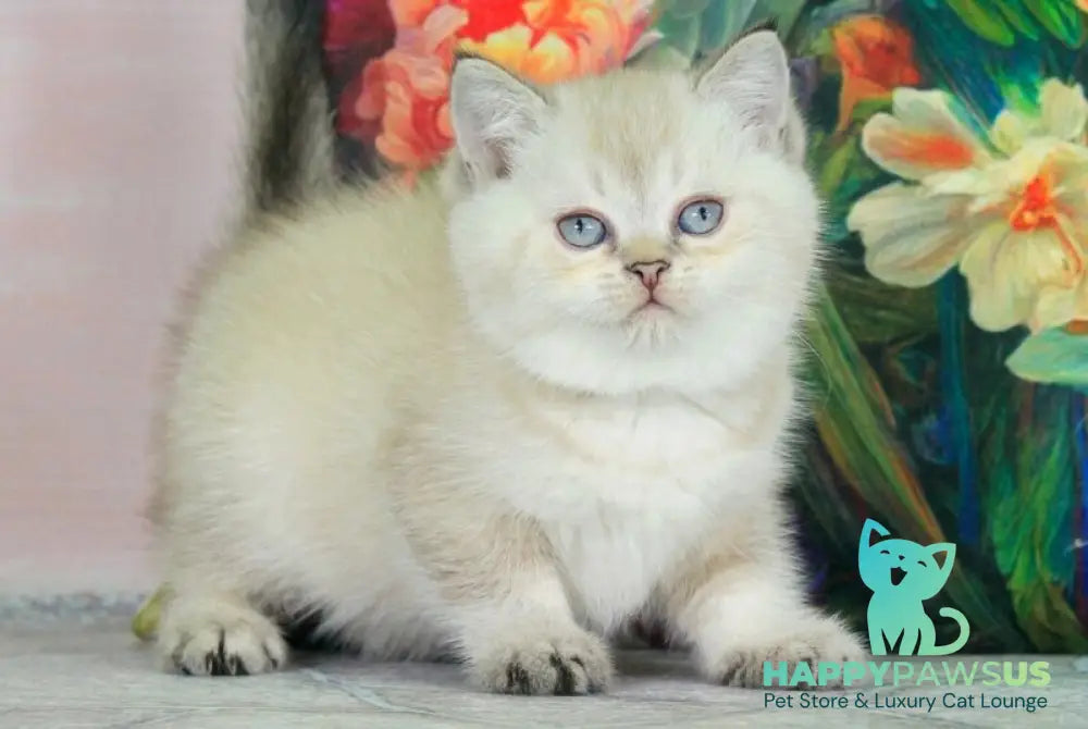 Sunny British Shorthair female black ticked tabby pointed - live animals
