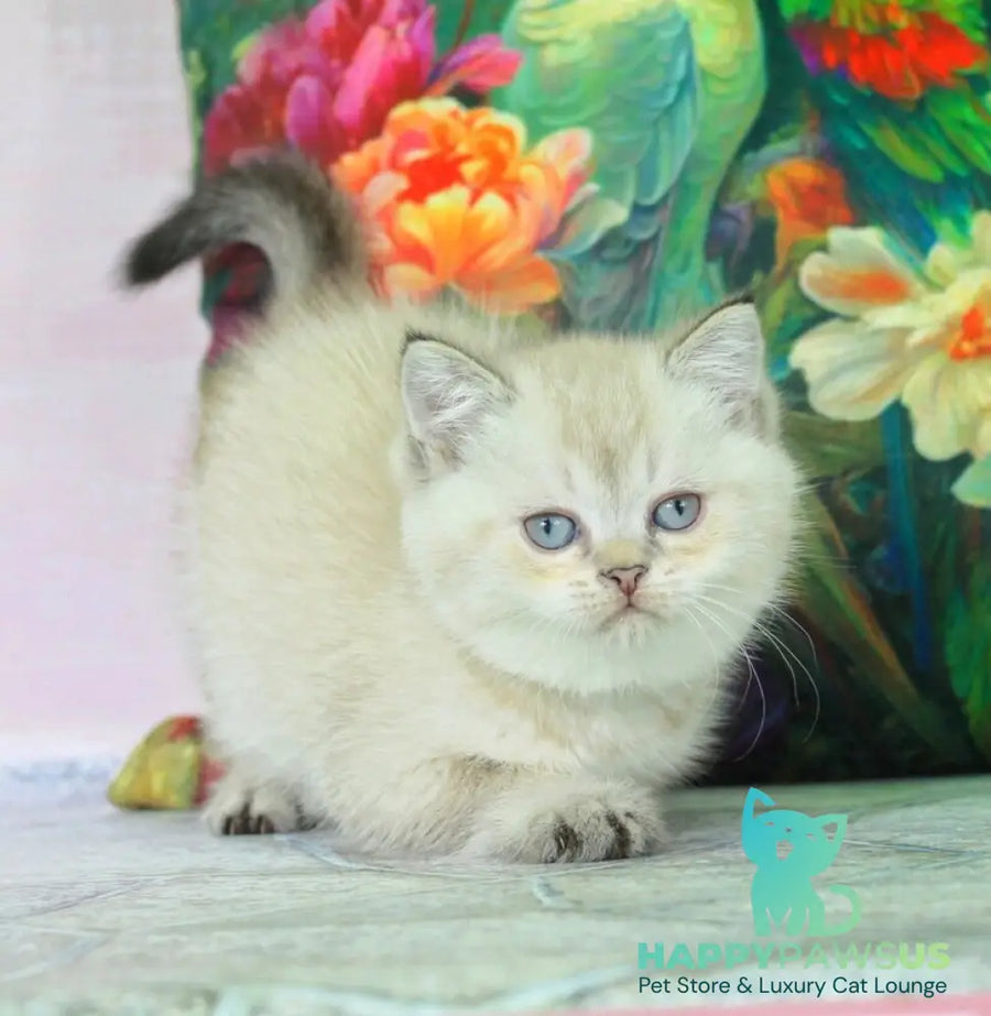 Sunny British Shorthair female black ticked tabby pointed - live animals