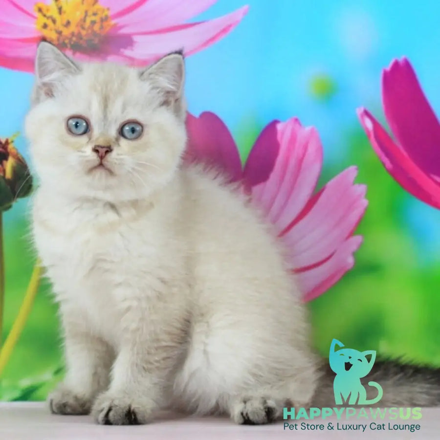 Sunny British Shorthair female black ticked tabby pointed - live animals