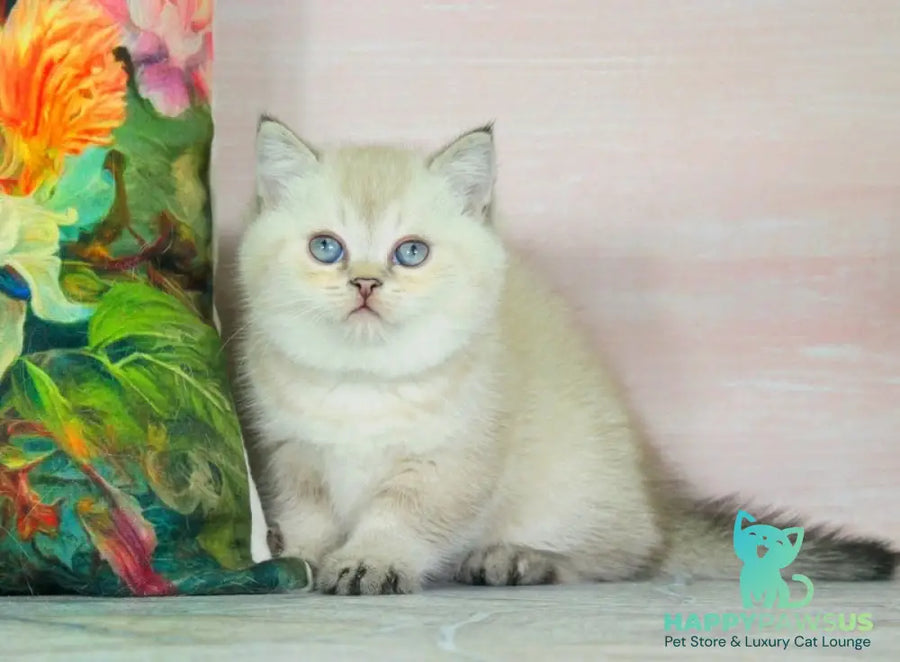 Sunny British Shorthair female black ticked tabby pointed - live animals