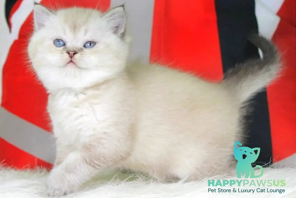 Sunny British Shorthair female black ticked tabby pointed - live animals