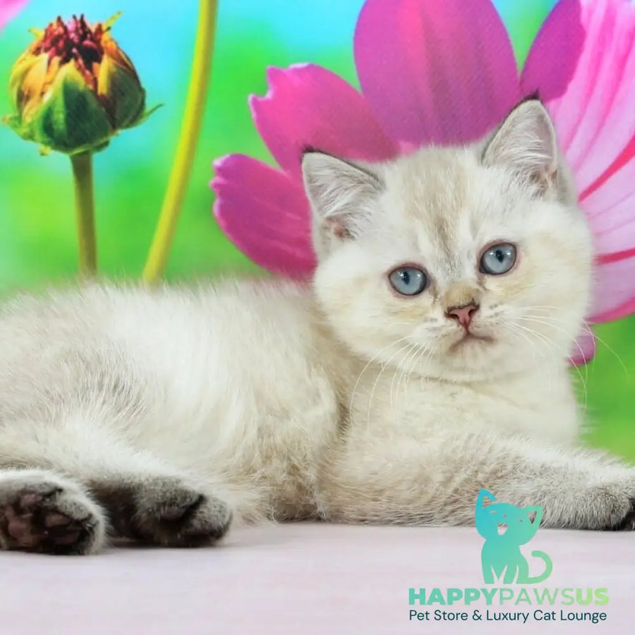 Sunny British Shorthair female black ticked tabby pointed - live animals