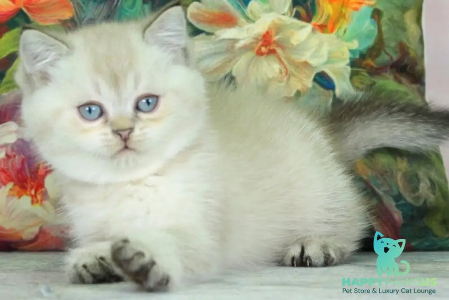 Sunny British Shorthair female black ticked tabby pointed - live animals