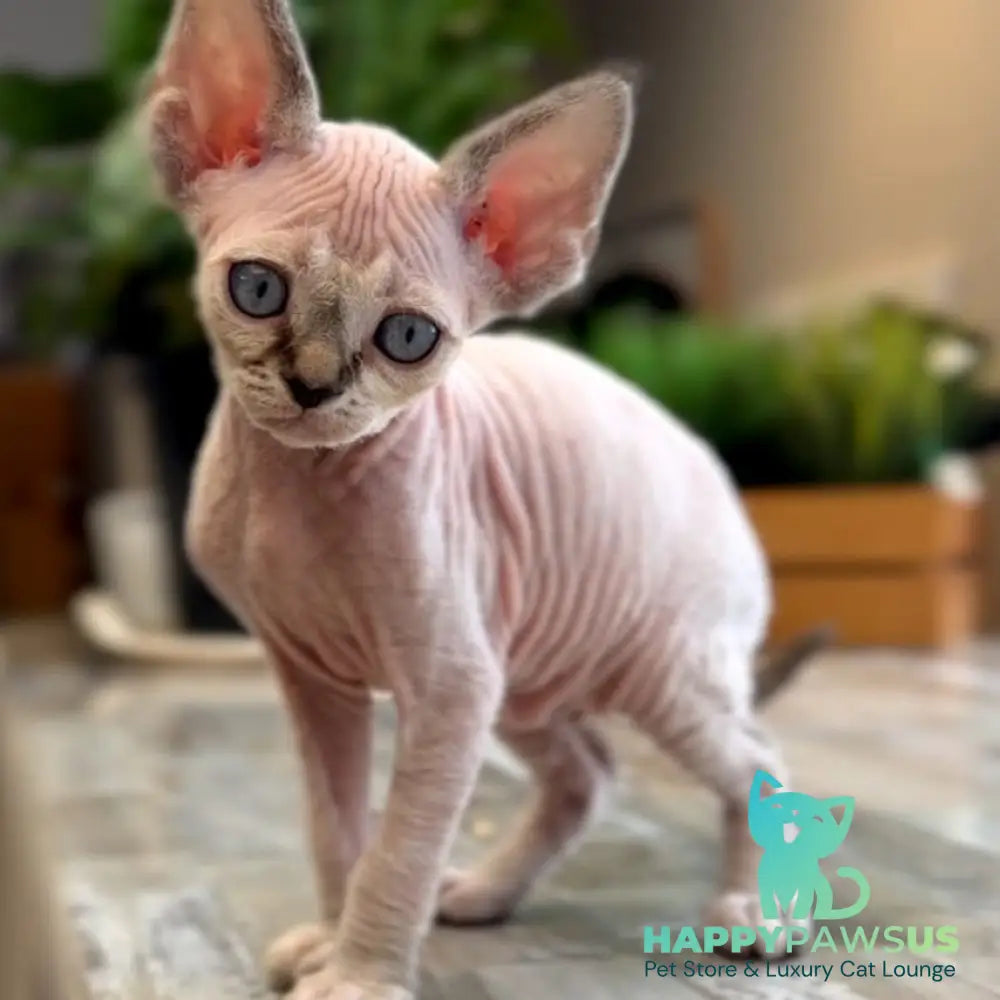 Sunny Devon Rex female black tortie harlequin tabby pointed - live animals