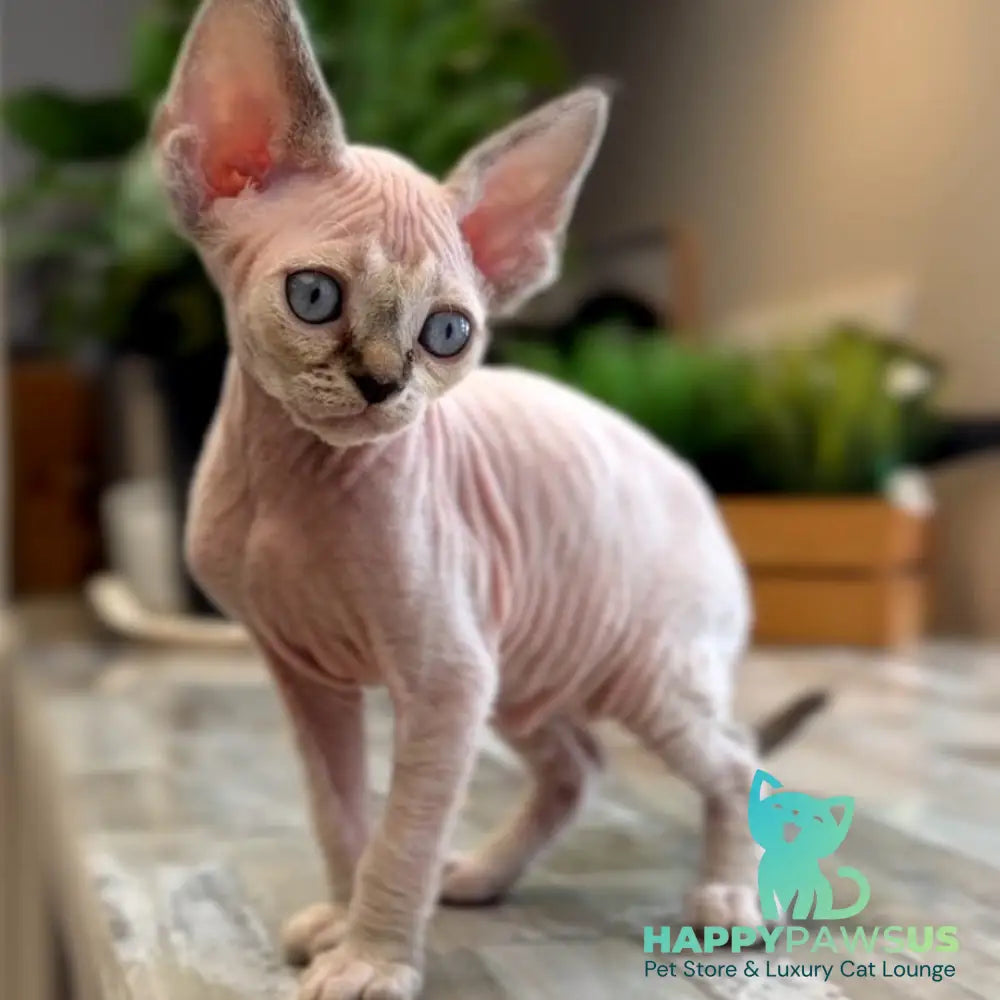 Sunny Devon Rex female black tortie harlequin tabby pointed - live animals