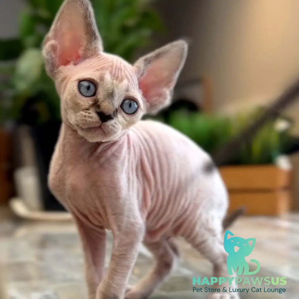 Sunny Devon Rex female black tortie harlequin tabby pointed - live animals