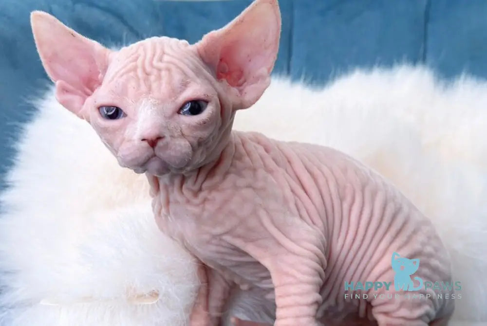 Sunny Funny Canadian Sphynx female white - live animals