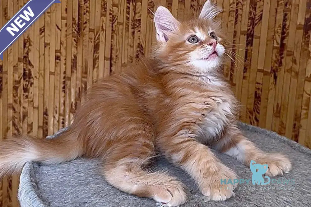Sunny Maine Coon male red tabby live animals