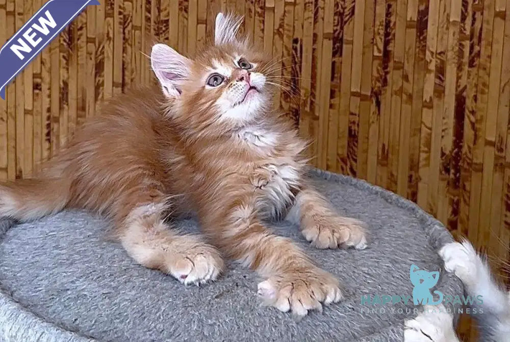 Sunny Maine Coon male red tabby live animals