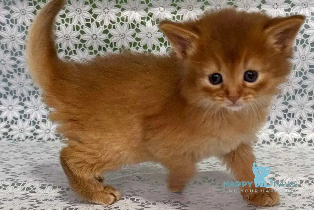 Sunny Somali female sorrel live animals