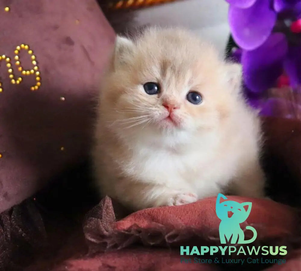 SunRey British Shorthair male lilac golden shaded - live animals