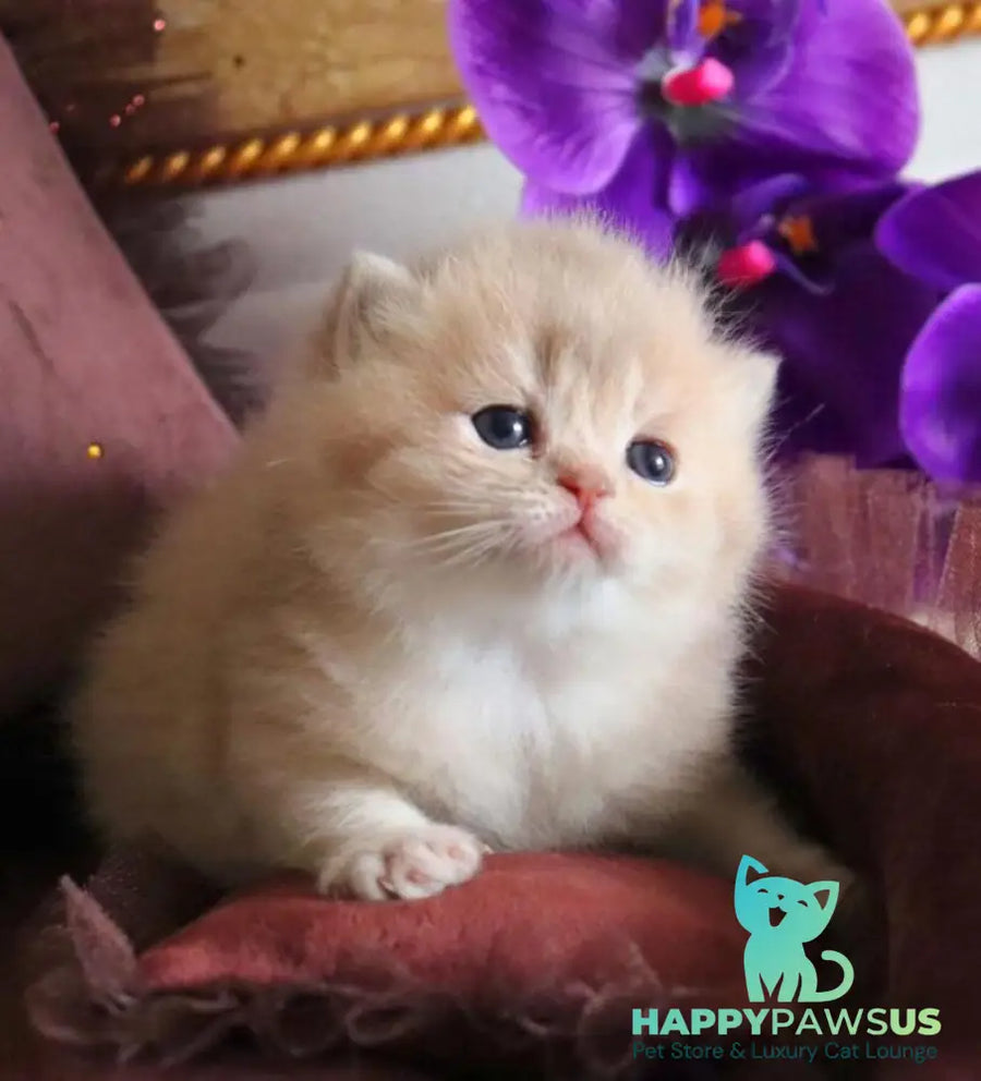 SunRey British Shorthair male lilac golden shaded - live animals