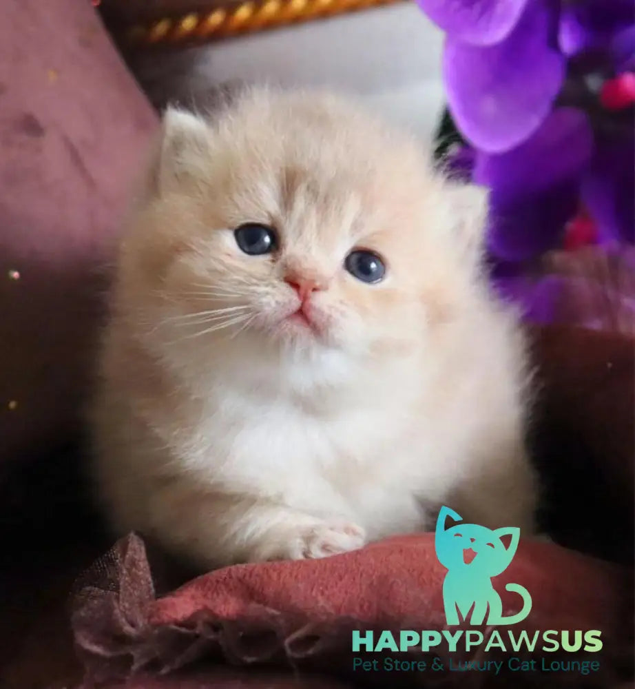 SunRey British Shorthair male lilac golden shaded - live animals