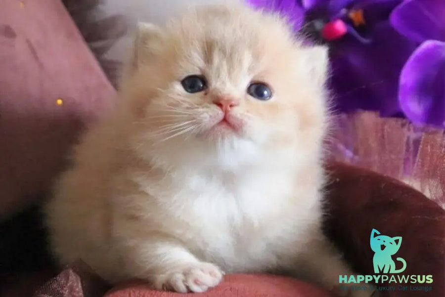 SunRey British Shorthair male lilac golden shaded - live animals