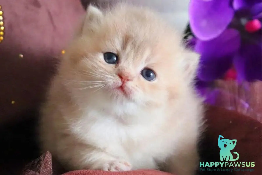 SunRey British Shorthair male lilac golden shaded - live animals