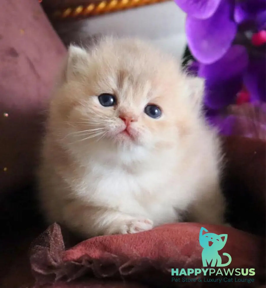 SunRey British Shorthair male lilac golden shaded - live animals