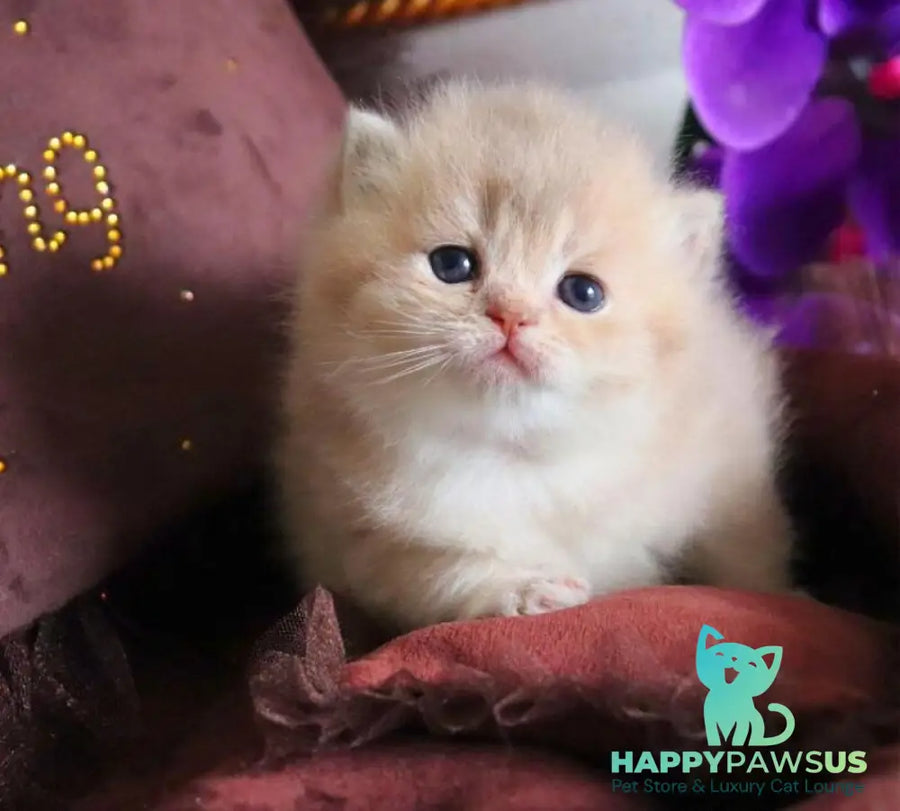 SunRey British Shorthair male lilac golden shaded - live animals