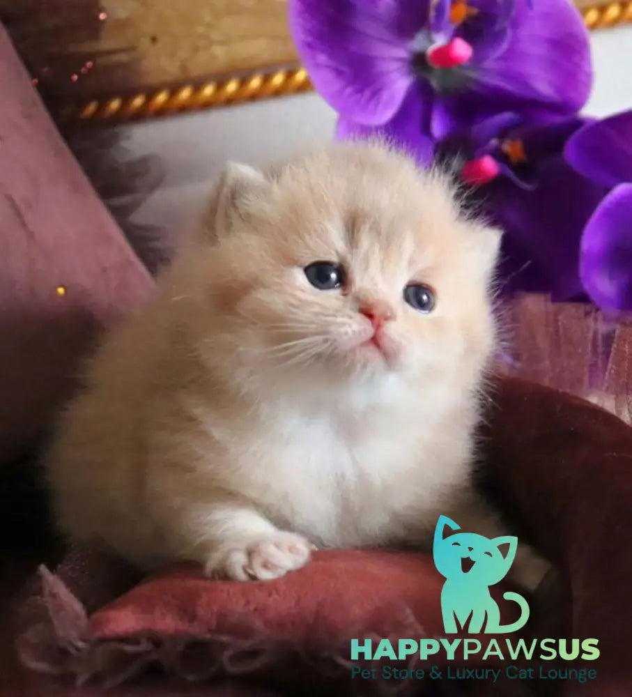 SunRey British Shorthair male lilac golden shaded - live animals