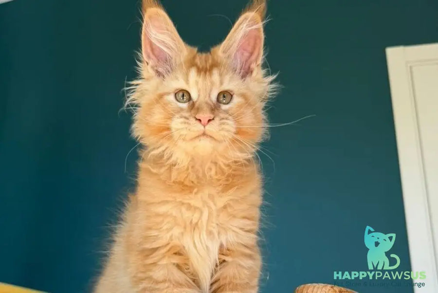 Sunshine Maine Coon male red - live animals