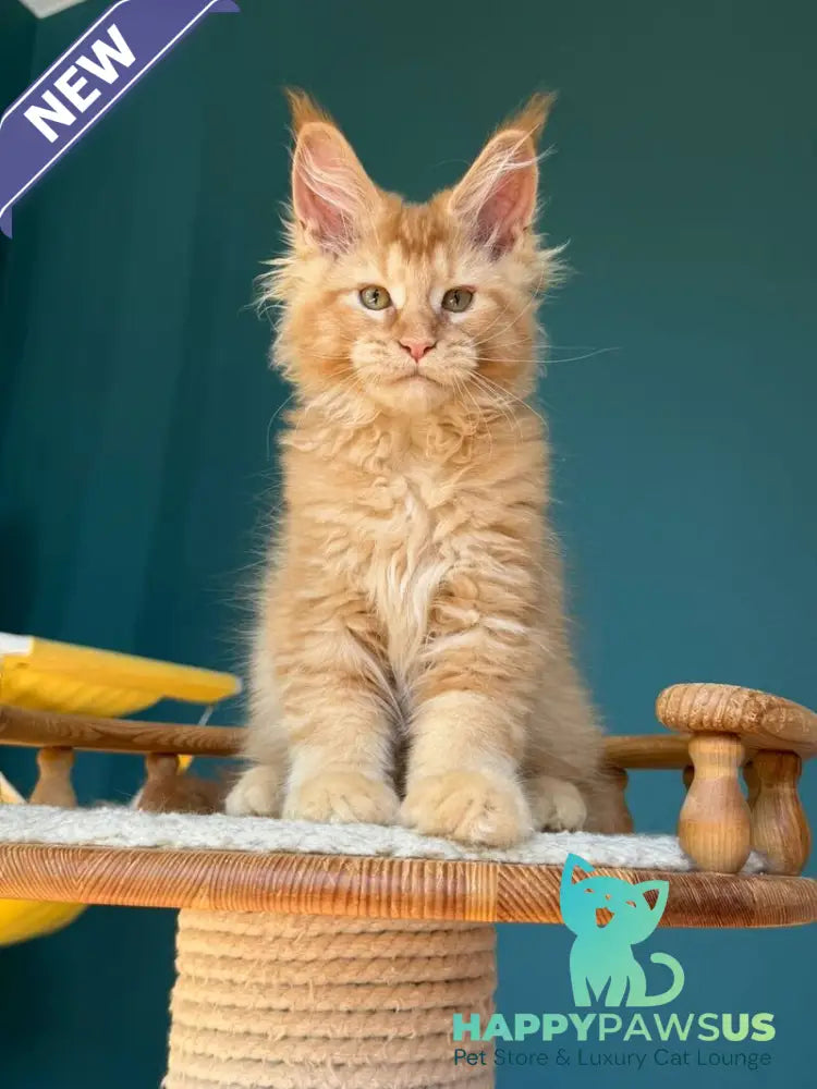 Sunshine Maine Coon male red - live animals