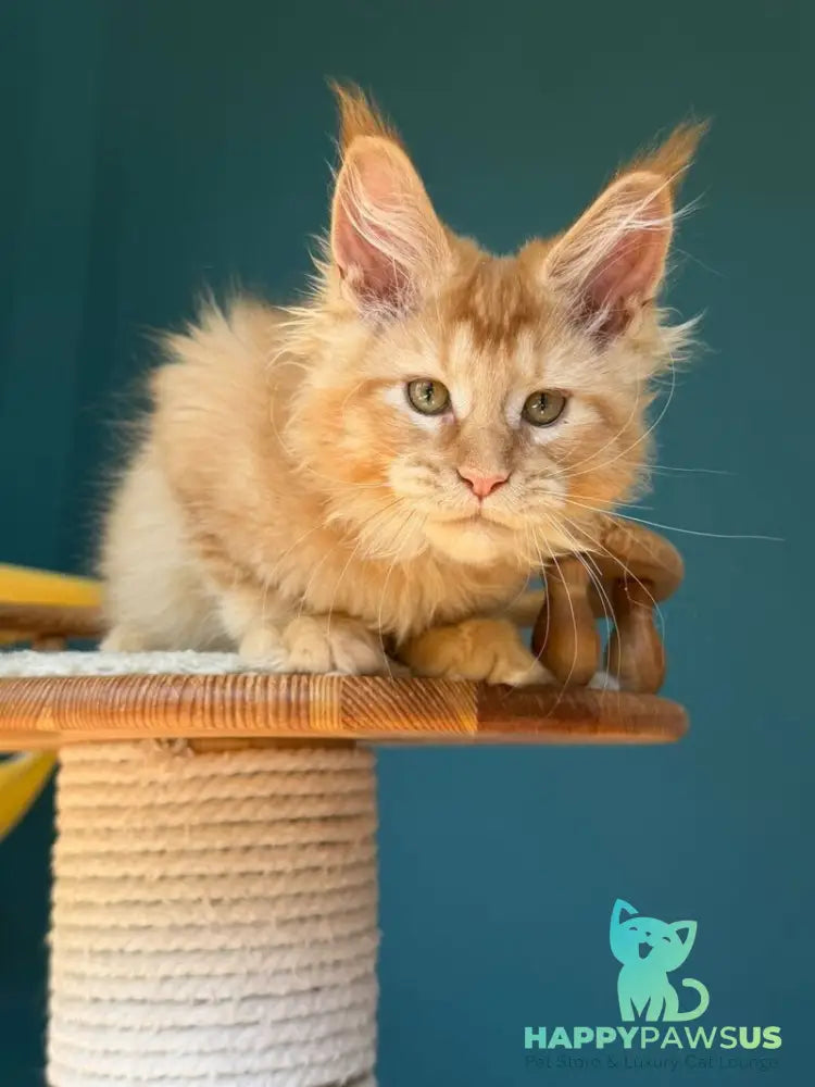 Sunshine Maine Coon male red - live animals