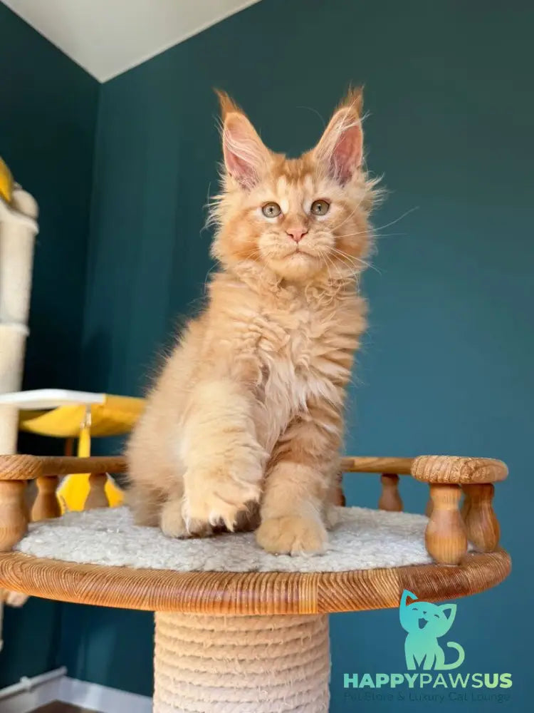 Sunshine Maine Coon male red - live animals