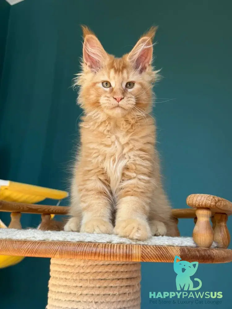 Sunshine Maine Coon male red - live animals