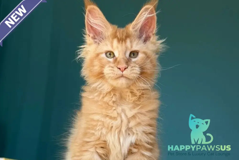 Sunshine Maine Coon male red - live animals