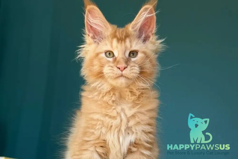 Sunshine Maine Coon male red - live animals