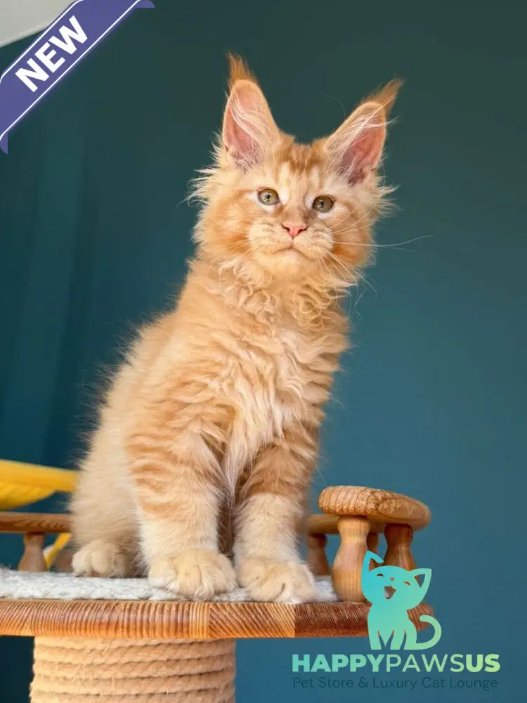 Sunshine Maine Coon male red - live animals