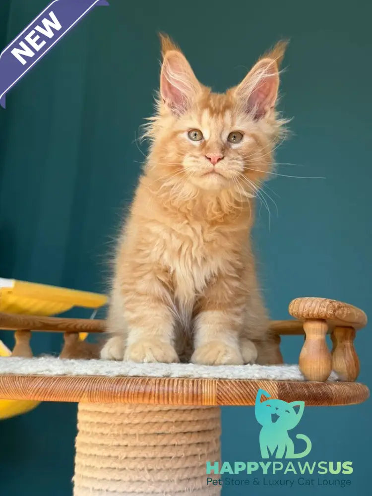 Sunshine Maine Coon male red - live animals