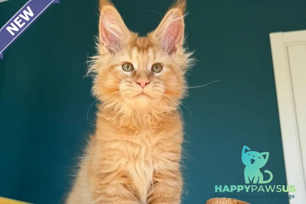 Sunshine Maine Coon male red - live animals
