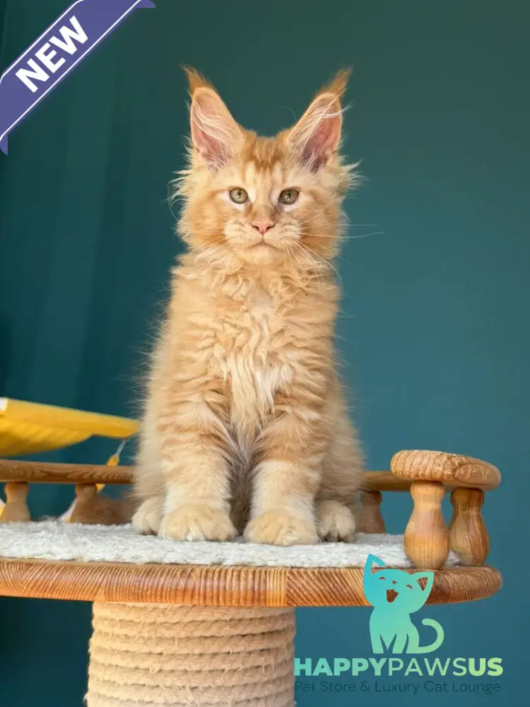 Sunshine Maine Coon male red - live animals