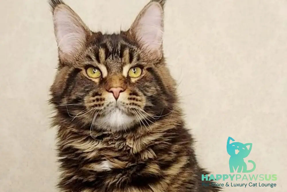 Surgut Maine Coon male black tabby with white - live animals