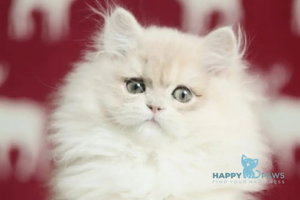 Susanna British Longhair female blue golden chinchilla live animals