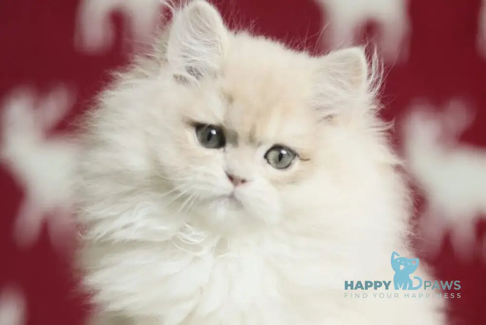 Susanna British Longhair female blue golden chinchilla live animals