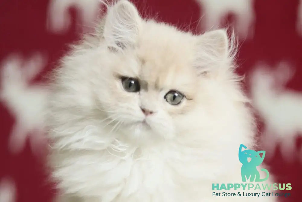 Susanna British Longhair female blue golden chinchilla live animals