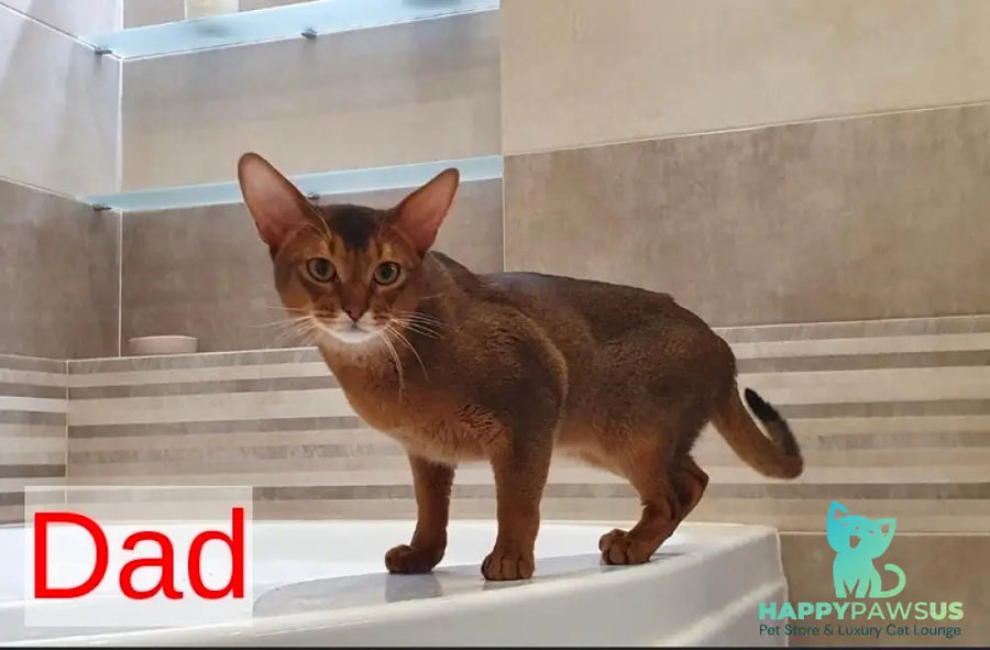 Susie Abyssinian female ruddy - live animals