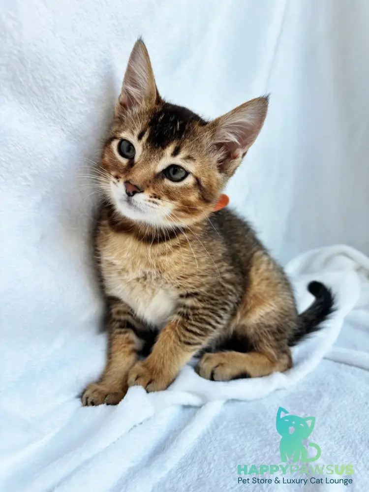 Susie Abyssinian female ruddy - live animals