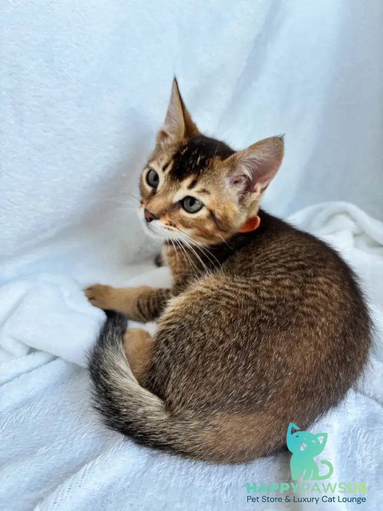 Susie Abyssinian female ruddy - live animals