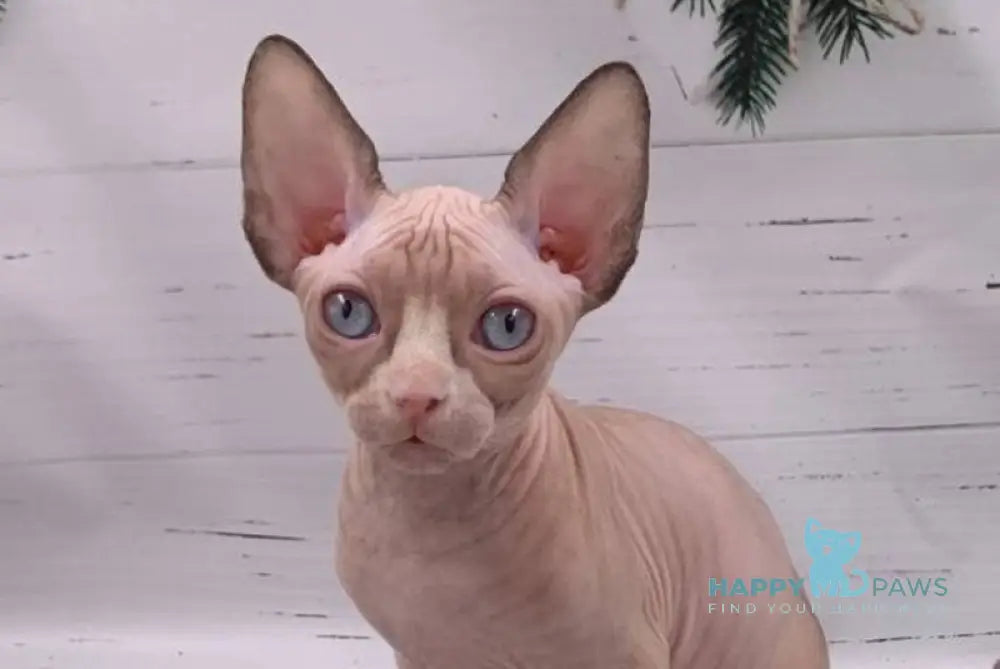 Suzanna Canadian Sphynx female black bicolour pointed live animals