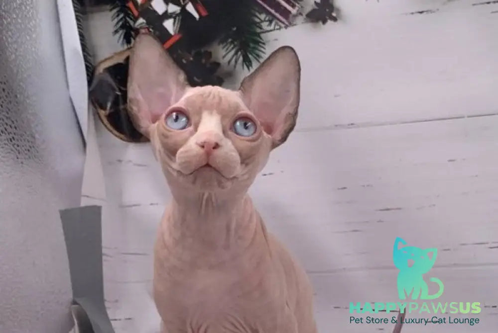Suzanna Canadian Sphynx female black bicolour pointed live animals