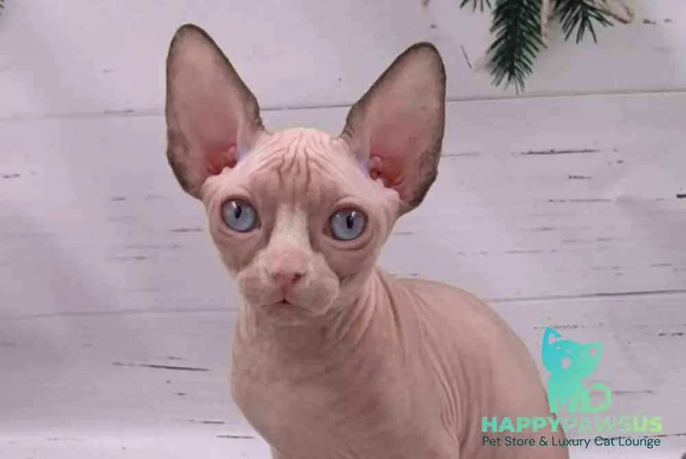 Suzanna Canadian Sphynx female black bicolour pointed live animals