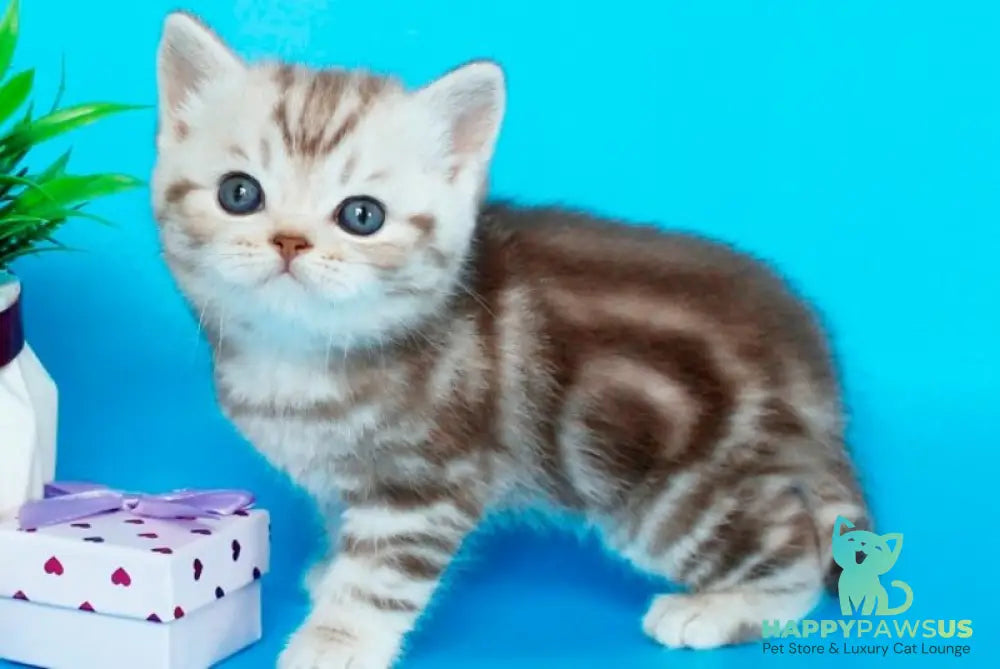 Sweet British Shorthair male chocolate silver tabby - live animals