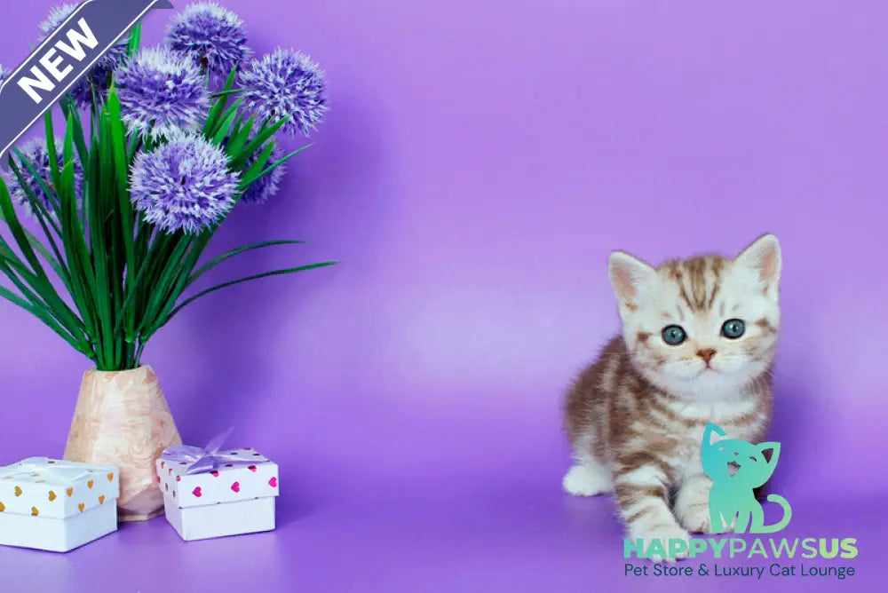Sweet British Shorthair male chocolate silver tabby - live animals