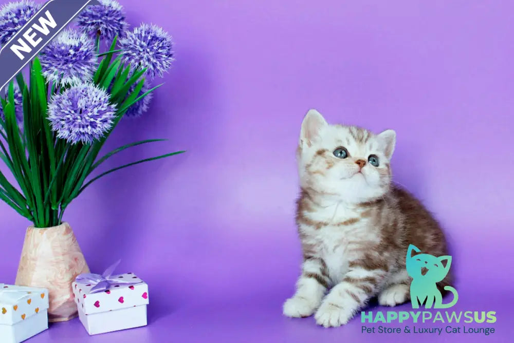 Sweet British Shorthair male chocolate silver tabby - live animals